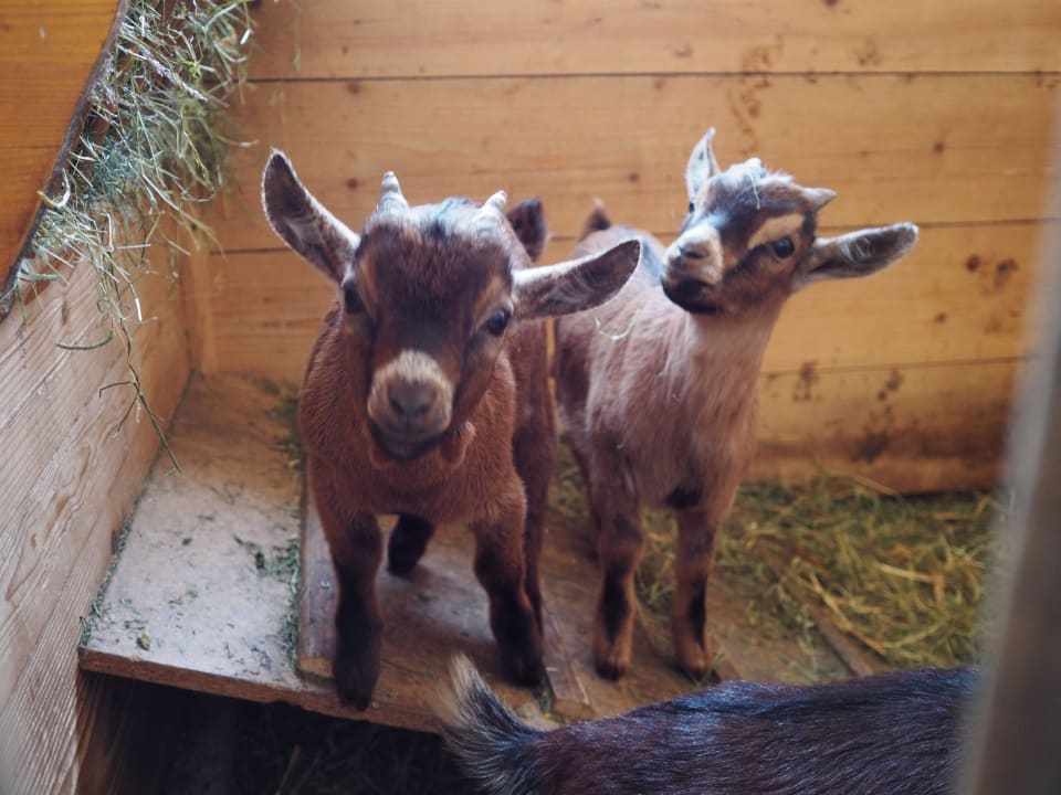 Zwergziegen Erbhof Achrainer-Moosen