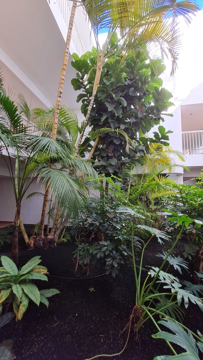 Gartenanlage Hotel Riu Paraiso Lanzarote