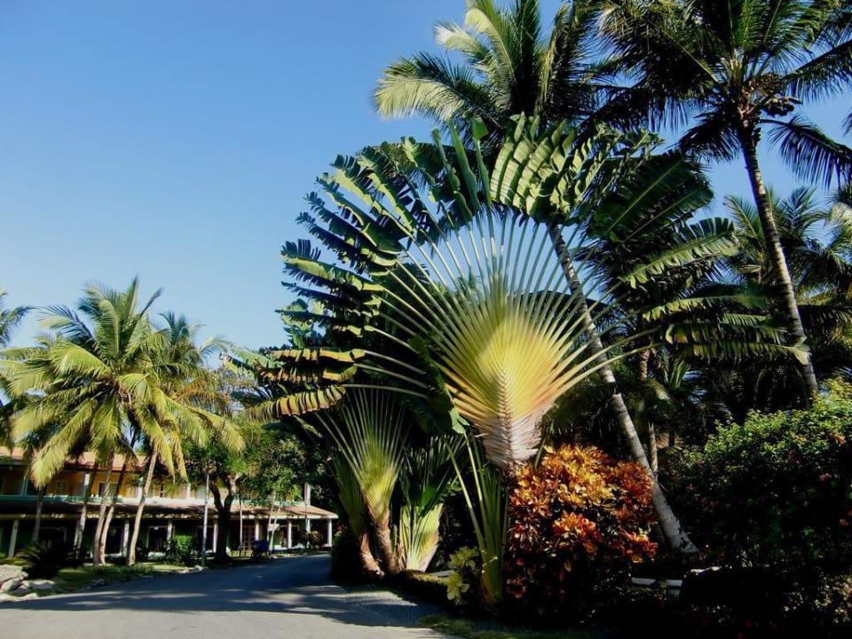 Gartenanlage im Hotel  Bavaro Grand Palladium Select Bávaro Resort & Spa