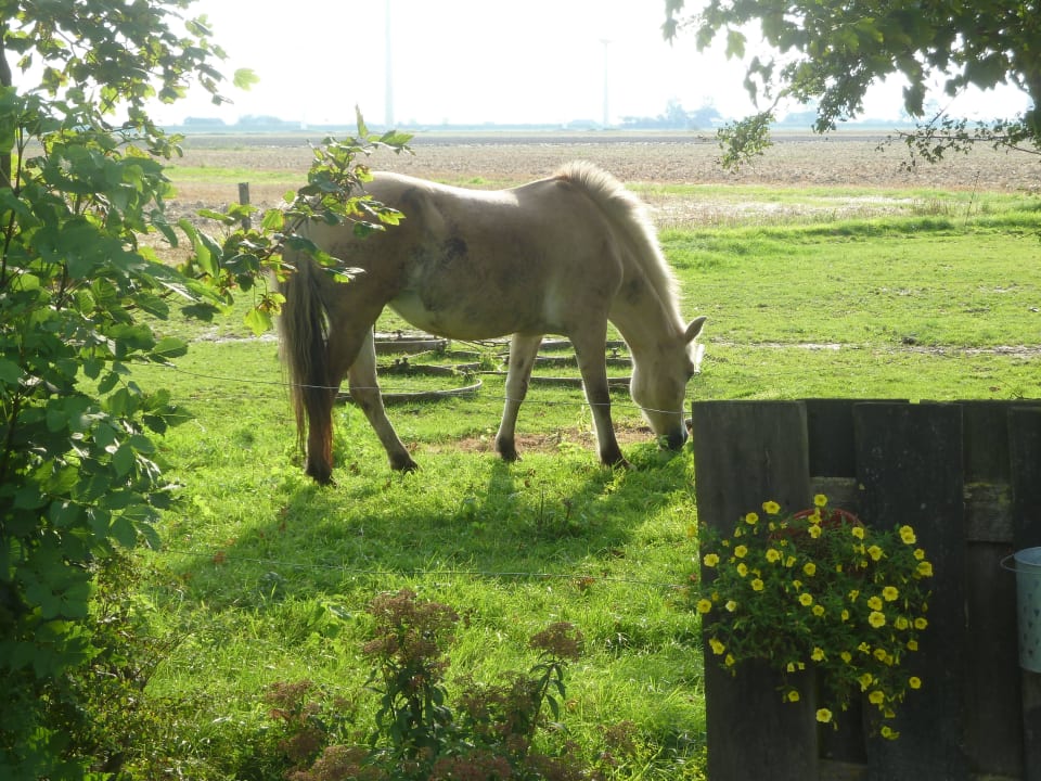 Pony  Ferienhof Söth