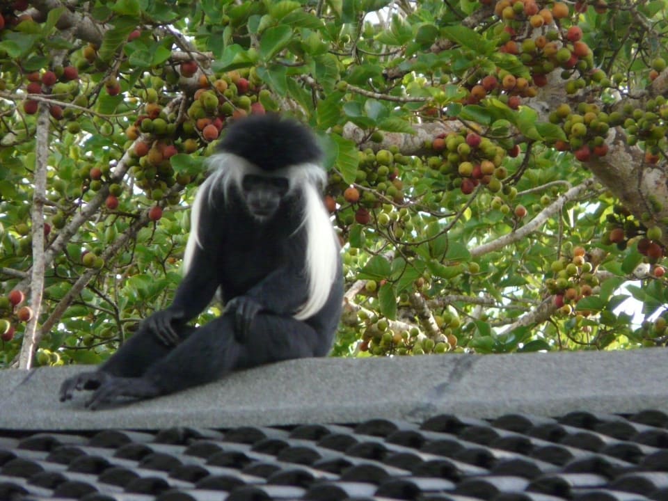 Täglich Affenbesuch Hotel Pinewood Beach Resort & Spa