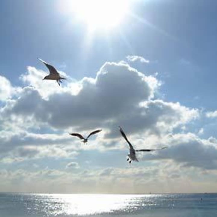 Möven am Strand Strandhotel Kurhaus Juist Strandhotel Kurhaus Juist