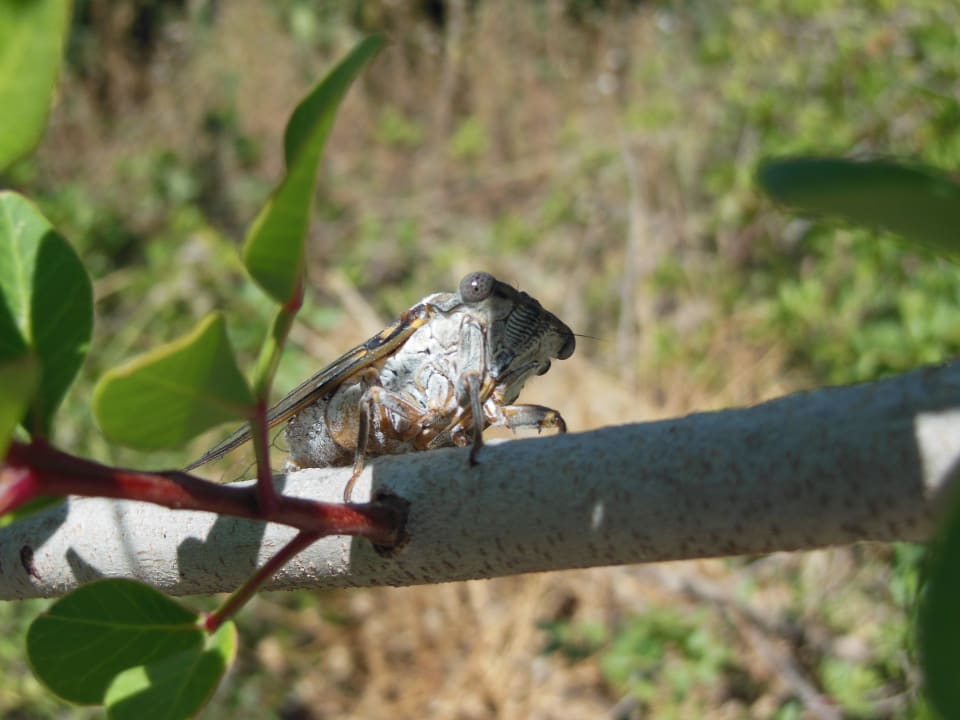 Hotel Rodos/Rhodos Princess Beach Rodos Princess Beach Hotel & Spa