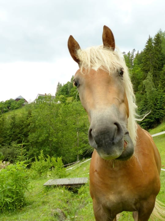 Fauna & Flora auf der Bienanalm LUXGUT - OLIVIA
