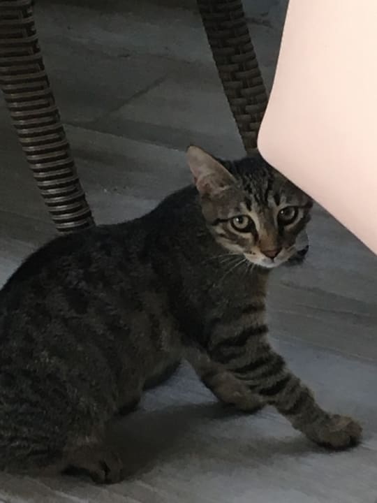 Sonstiges Royal Wings Hotel