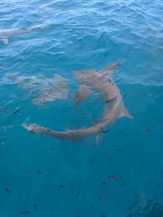 Sport & Freizeit Cinnamon Hakuraa Huraa Maldives