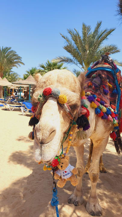 Strand Bella Vista Resort Hurghada