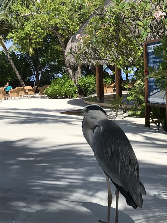 Sonstiges Kuramathi Maldives