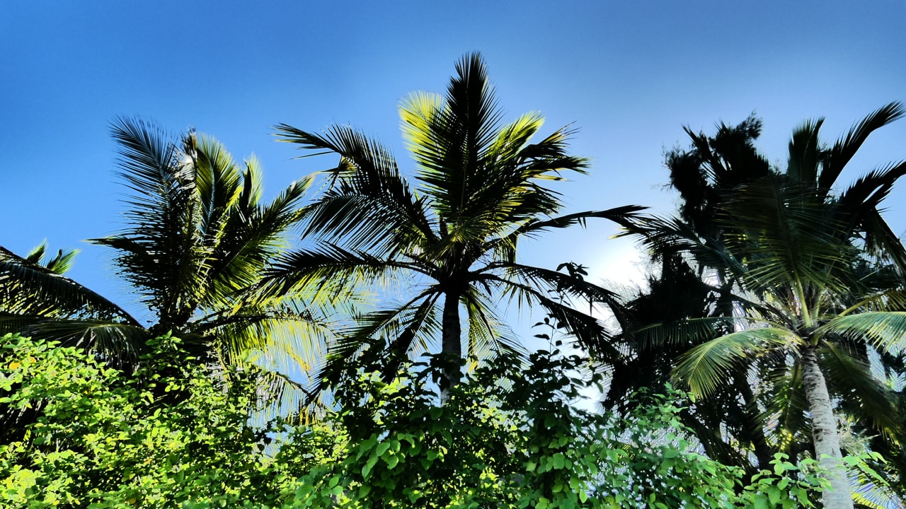 Gartenanlage Summer Island Maldives