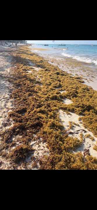 Strand Hotel Riu Palace Punta Cana