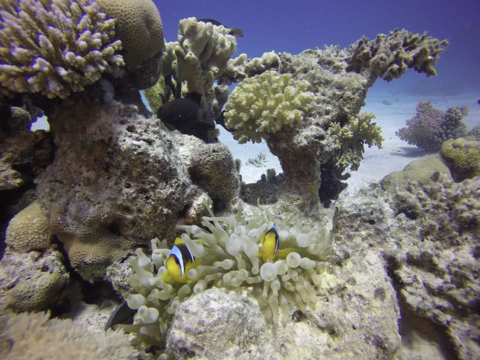 Hausriff Pickalbatros Citadel Resort