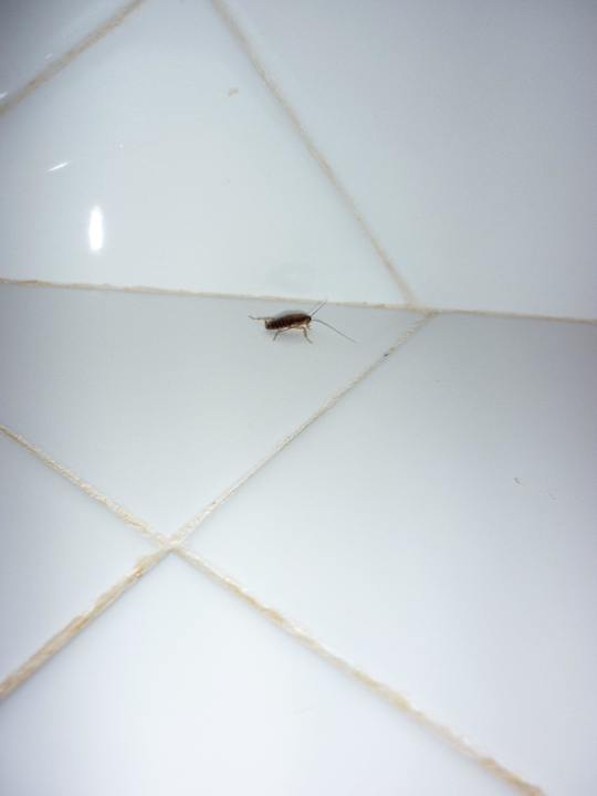 Kakerlake im Bad  Memories Miramar Havana