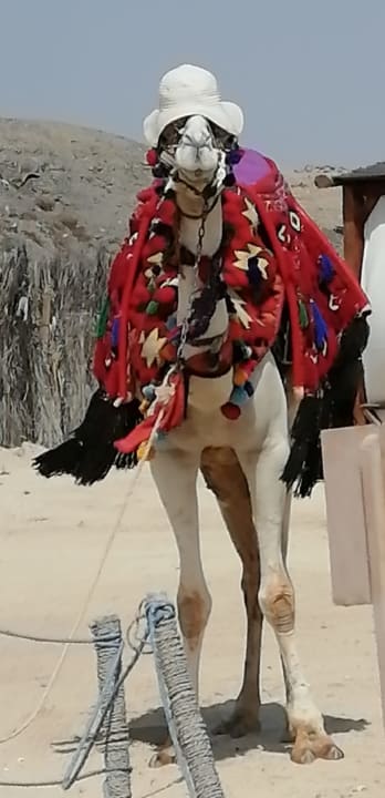 Strand Malikia Resort Abu Dabbab