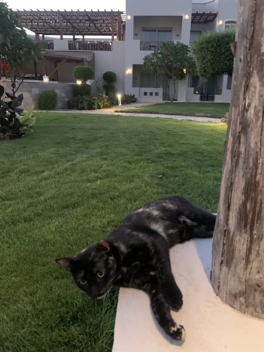 Gartenanlage Iberotel Casa Del Mar Resort