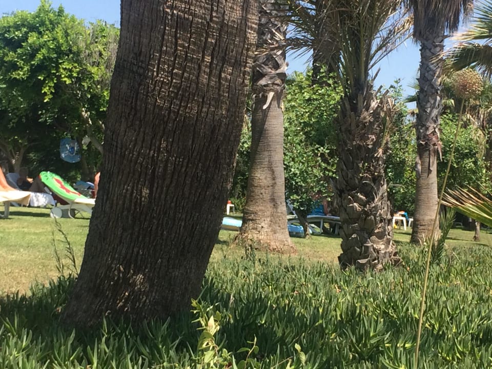 Liegewiese Hotel Defne Garden