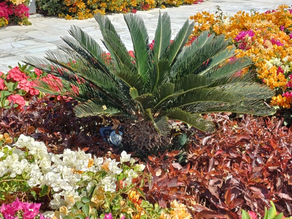 Gartenanlage Fantazia Resort Marsa Alam