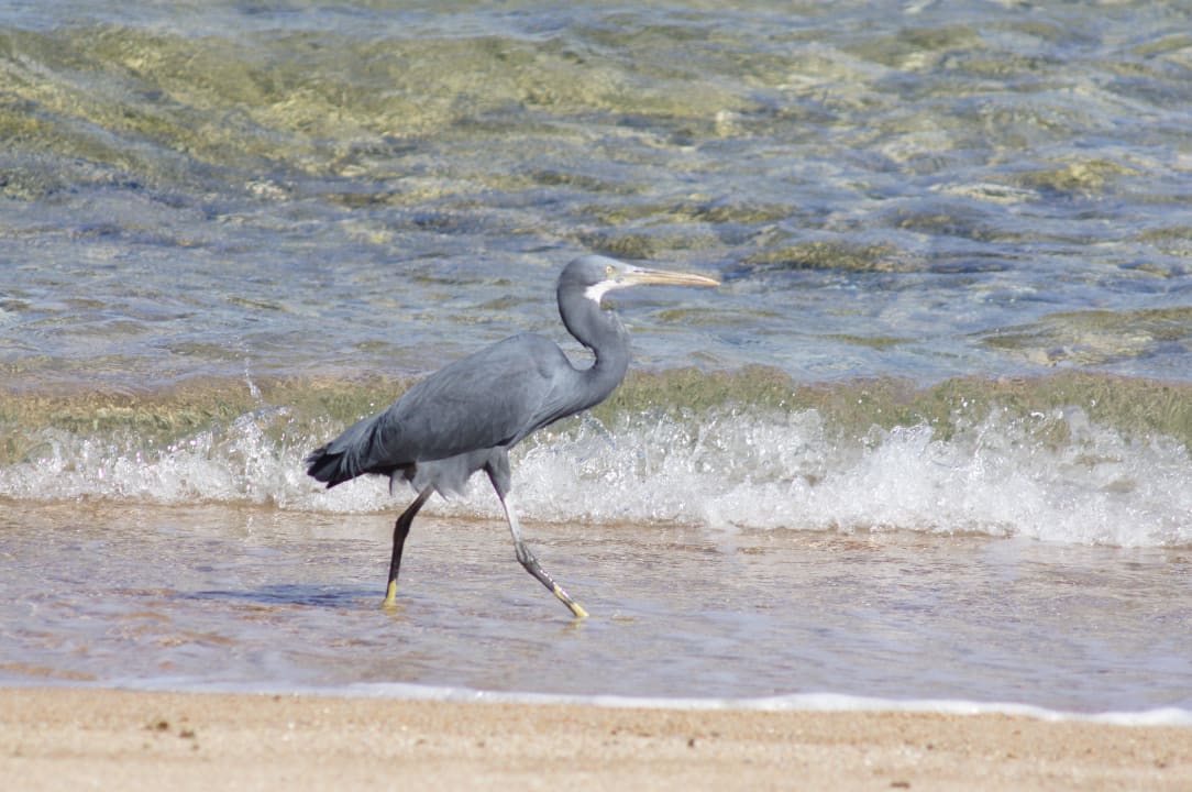 Schöne Tiere gab es zu sehen Pickalbatros Citadel Resort