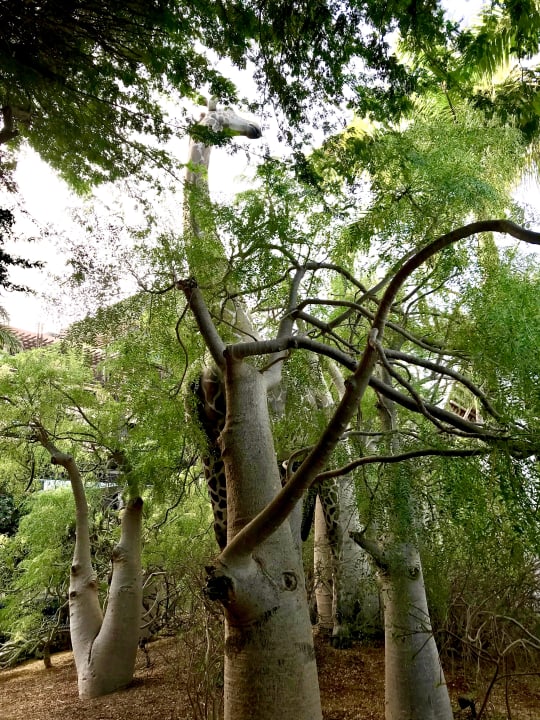 Gartenanlage Lopesan Baobab Resort