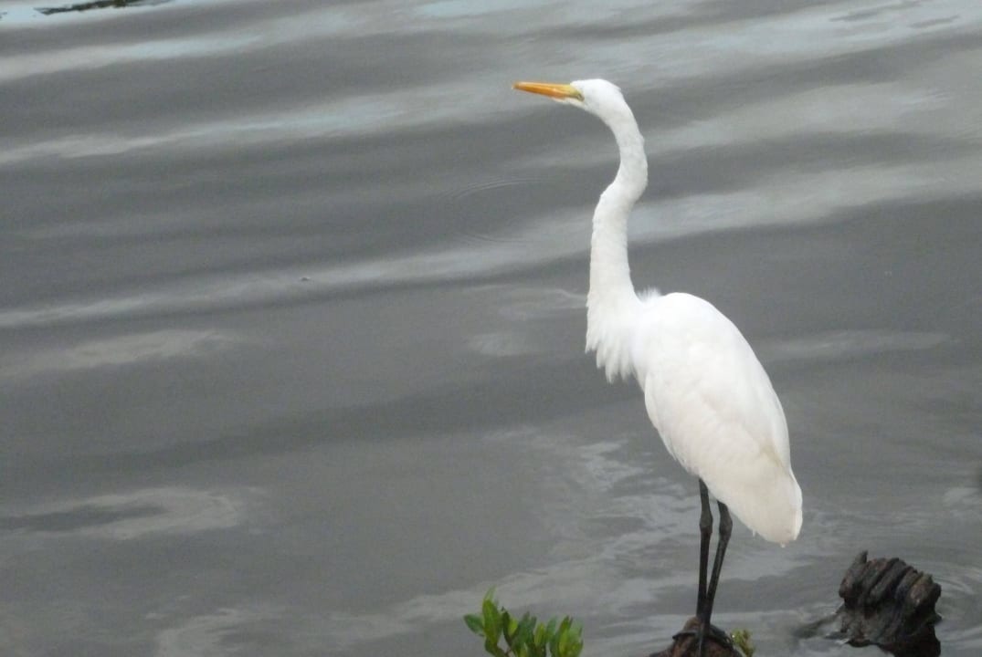 Silberreiher am Biotop Hotel Viva Dominicus Palace by Wyndham-All Inclusive Resort