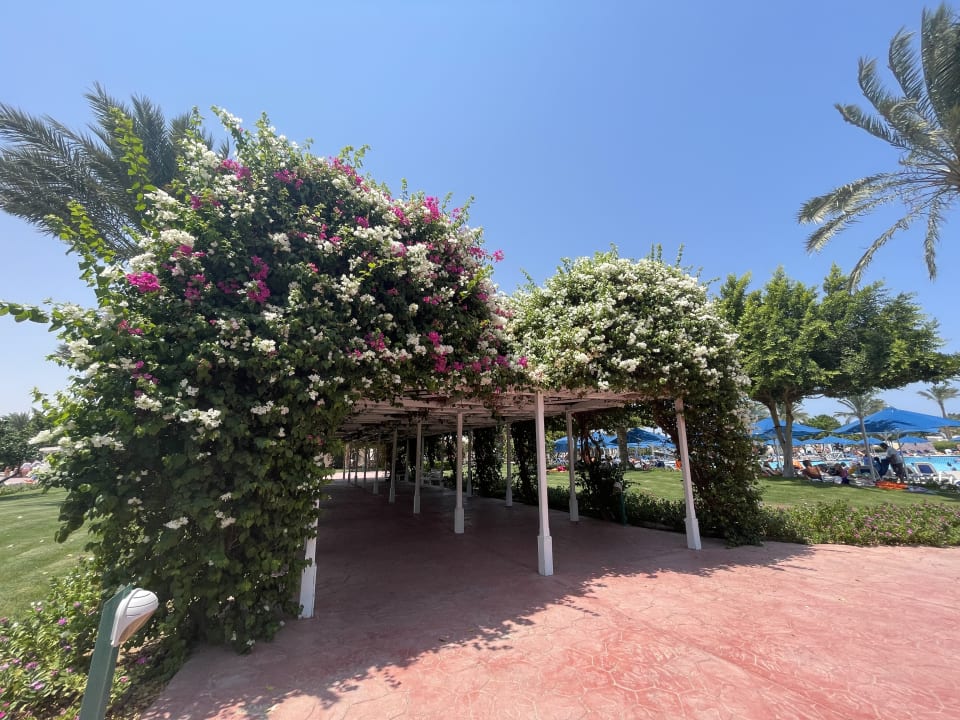 Gartenanlage Desert Rose