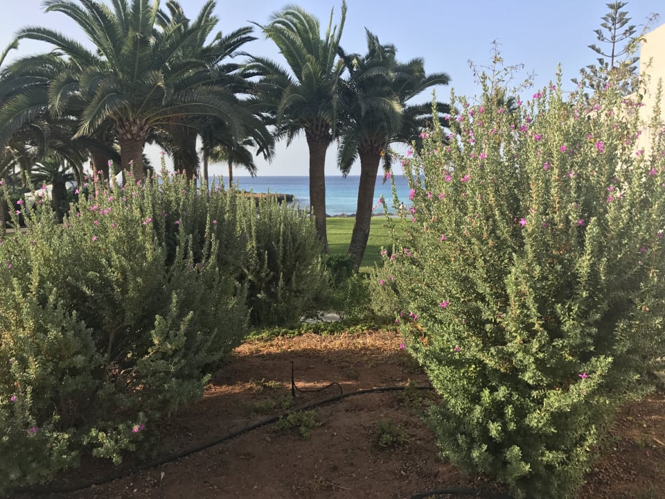 Gartenanlage Hotel Nissi Beach Resort