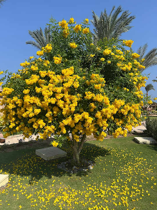 Gartenanlage Utopia Beach Club