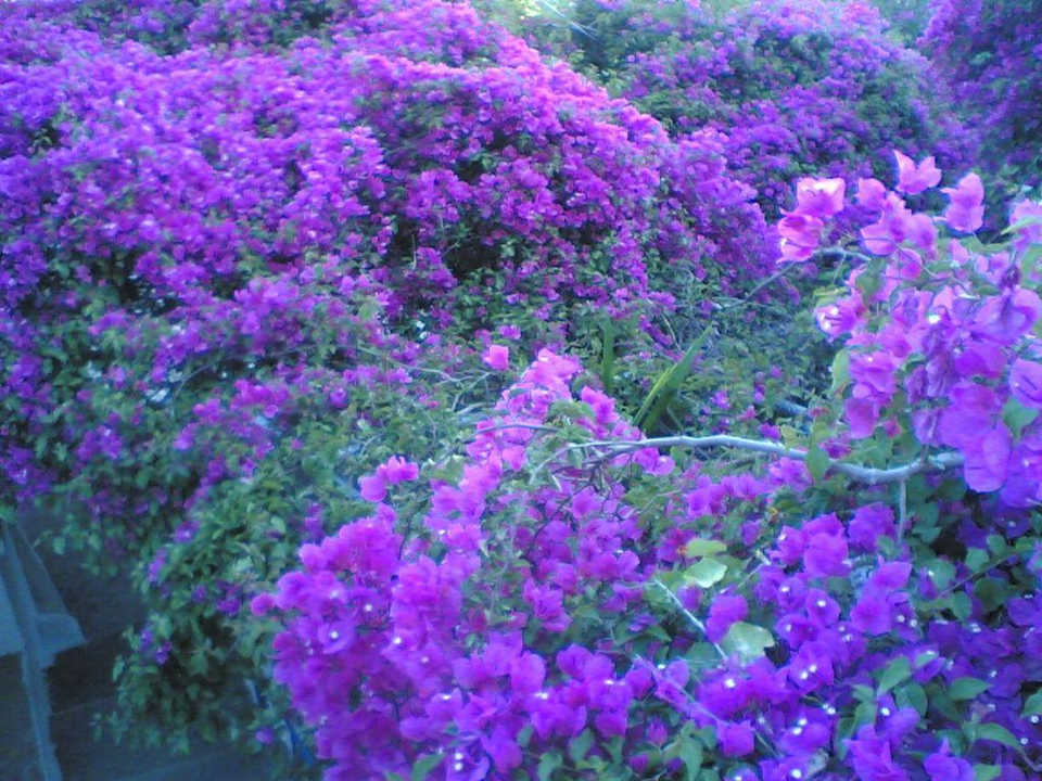 Мокавилья под балконами  гостиницы "3 брата" Apartments The Three Brothers