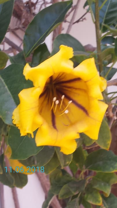 Gartenanlage Marina Playa Suite Hotel