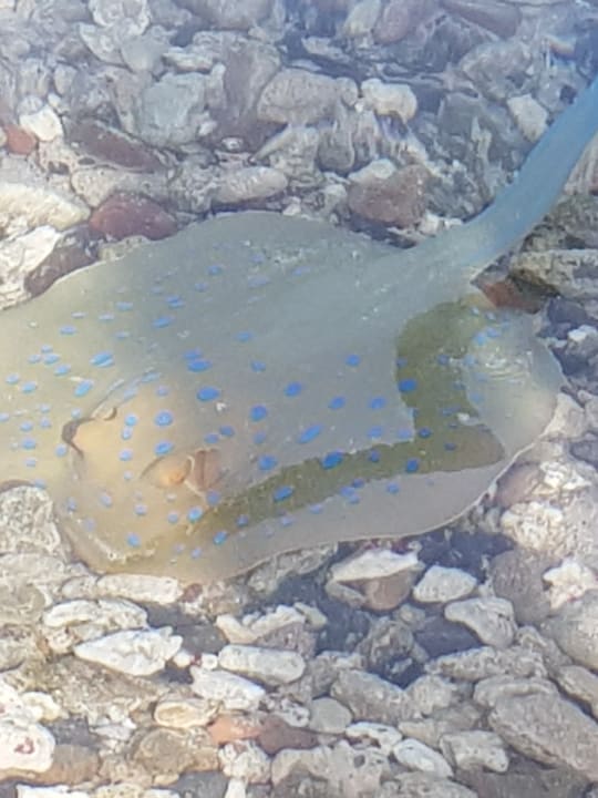 Sonstiges Steigenberger Coraya Beach - Adults only