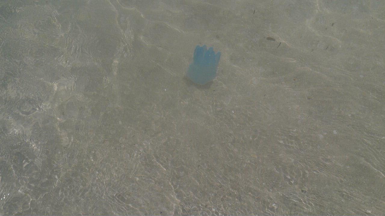 Kleiner, harmloser Meeresbewohner Rixos Bab Al Bahr