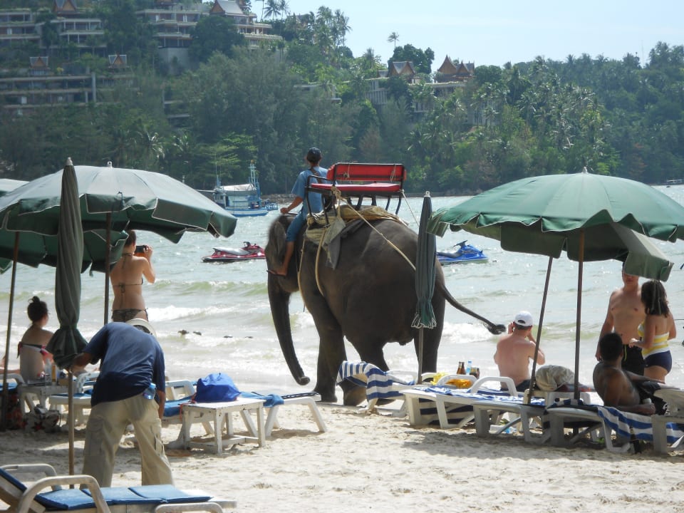 Elefantenritt am Strand  Best Western Premier Bangtao Beach Resort & Spa