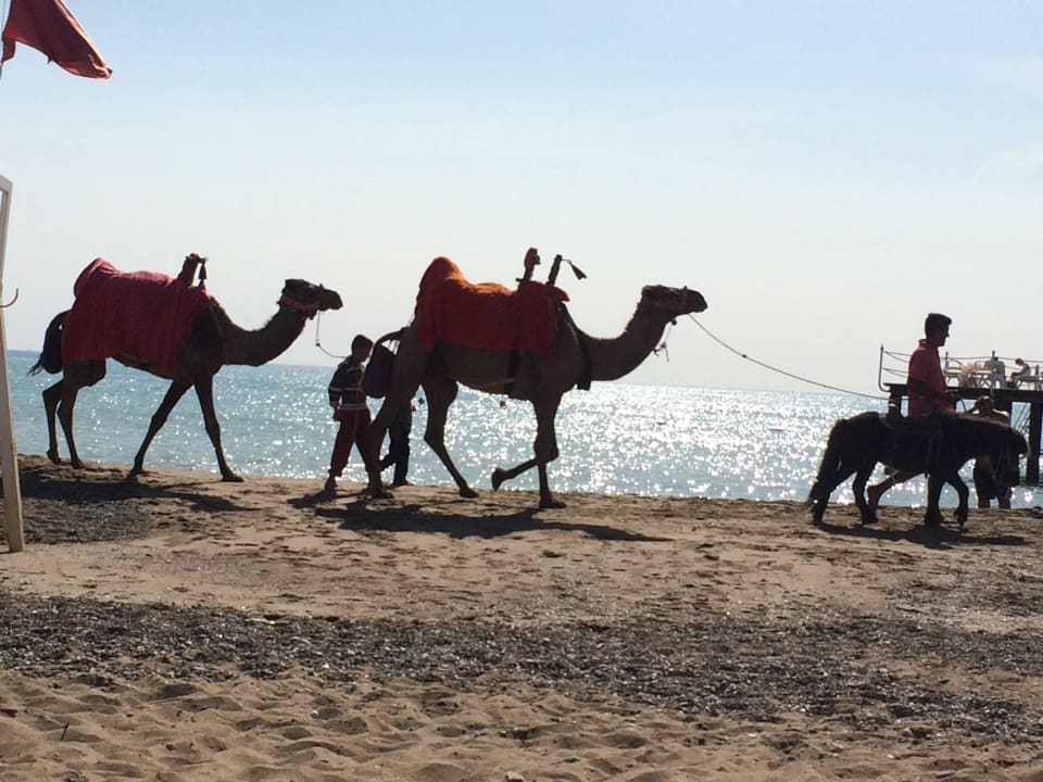 Wielbłądy Royal Wings Hotel