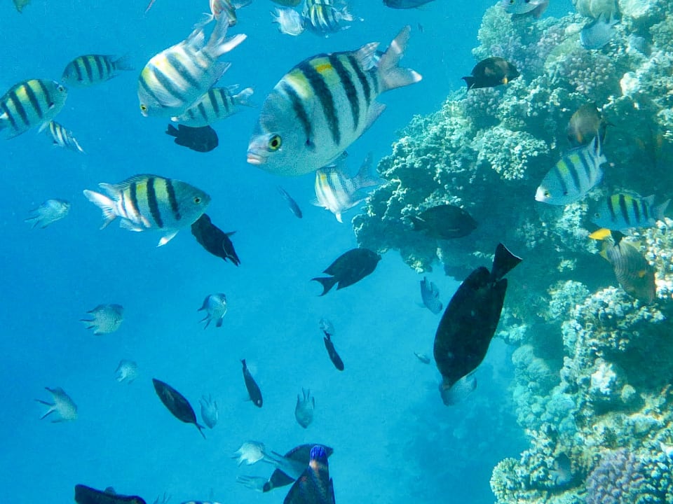 Sport & Freizeit Marina Resort Port Ghalib, a member of Radisson Individuals