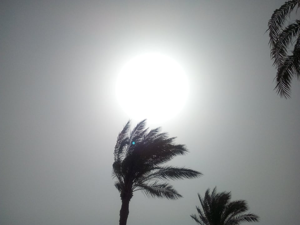 Sonstiges Desert Rose