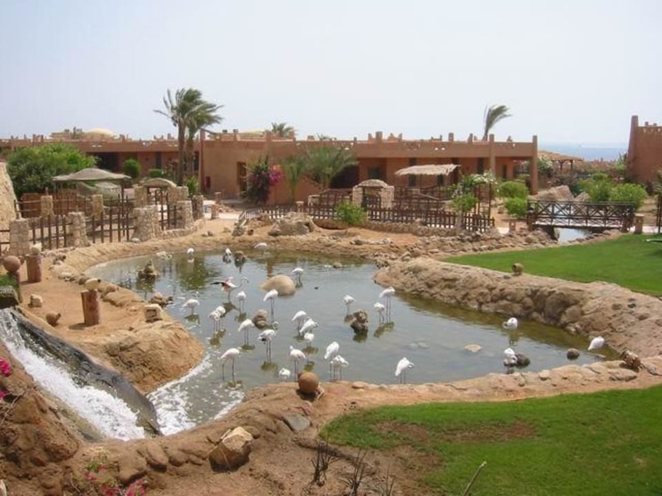 Hauza Beach Anlage mit Tieren Hotel Hauza Beach Resort