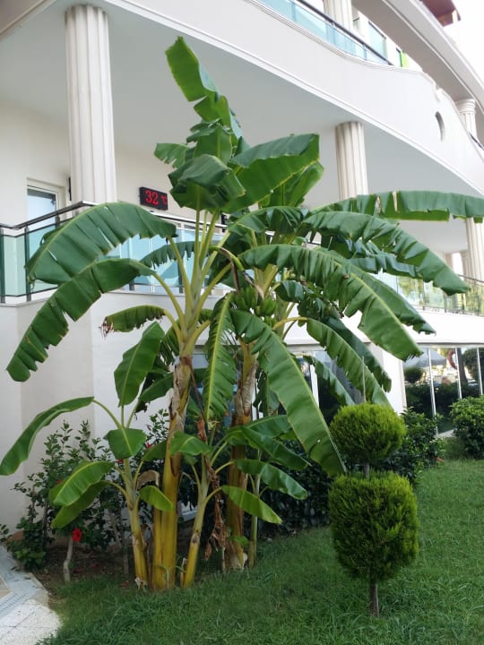 Bananen am Pool Bella Resort & Spa