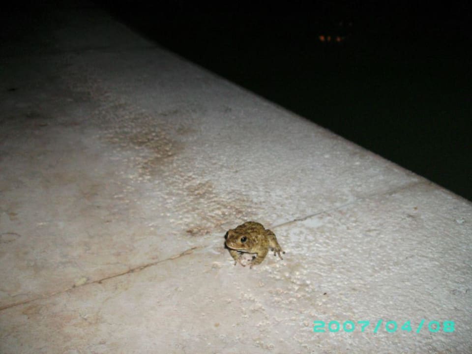 Die Kröten am Abend Makadi Palace