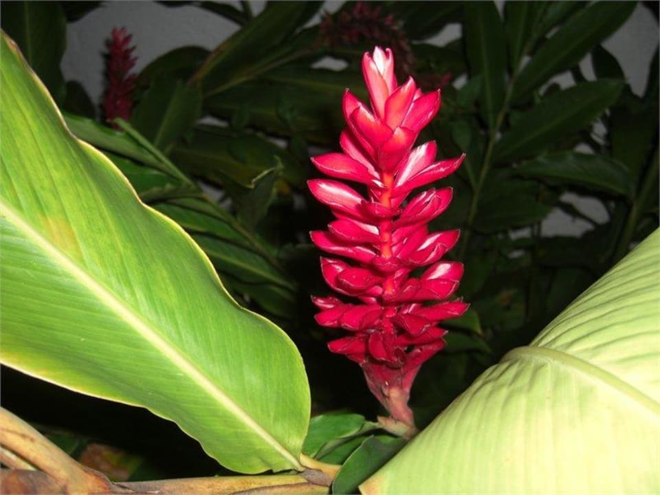 Red Ginger Grand Muthu Club Caribbean Runaway Bay