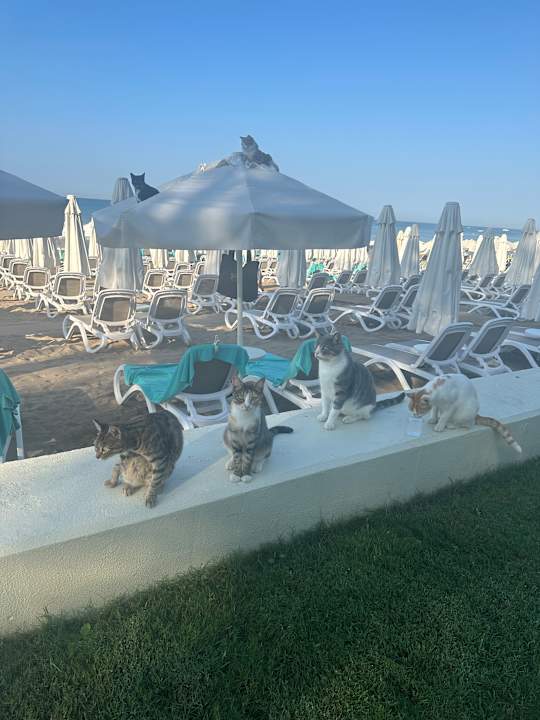 Strand Side Star Elegance