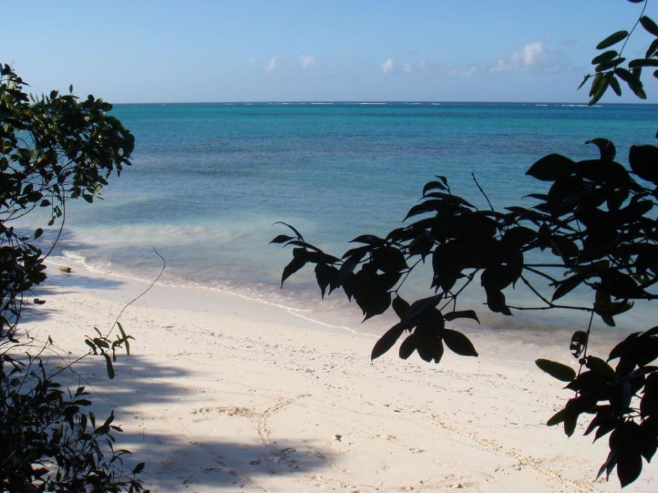 Coral Cerebro Paradisus Rio de Oro Resort & Spa - Adults only