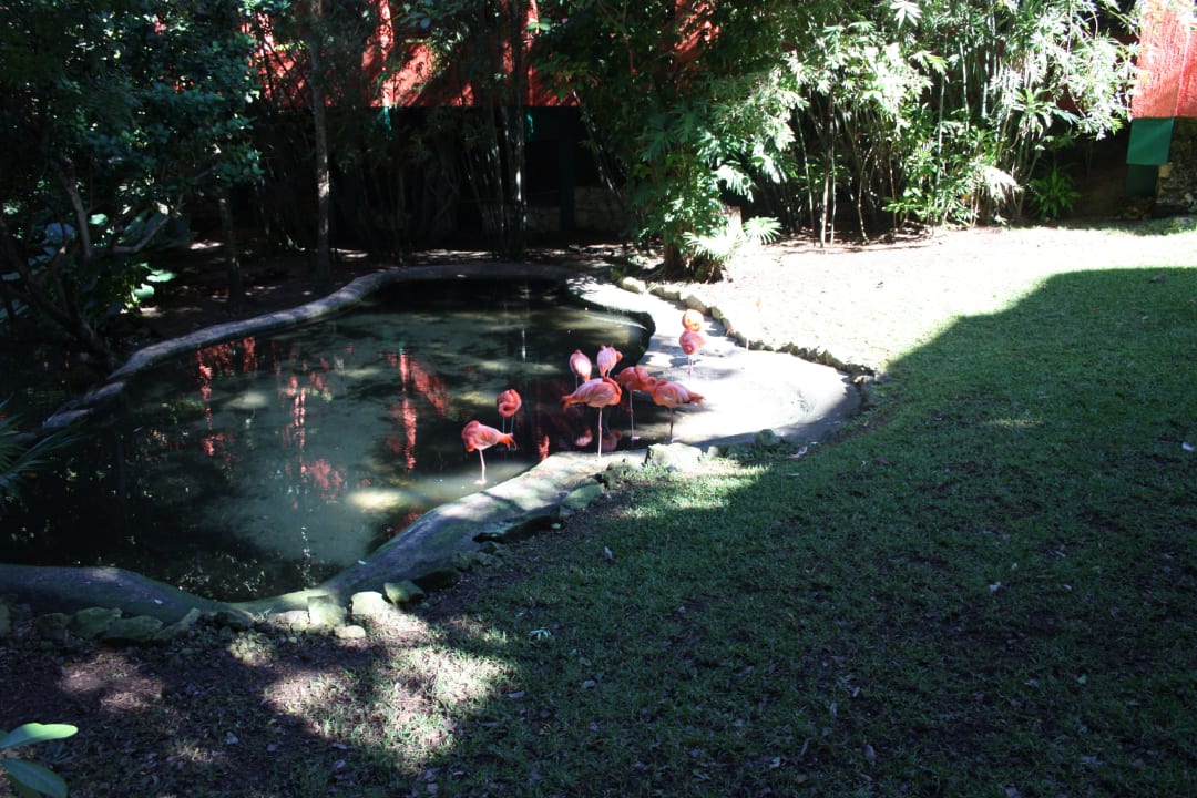 Flamingos Iberostar Waves Tucan