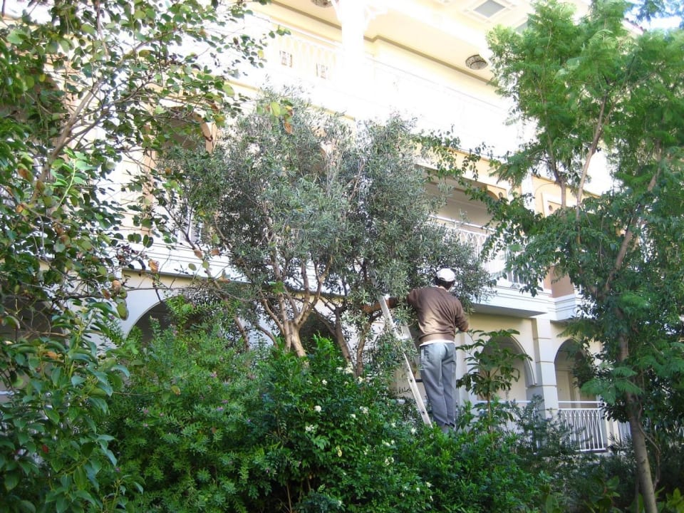 Gärtner bei der Olivenernte Ali Bey Resort Sorgun