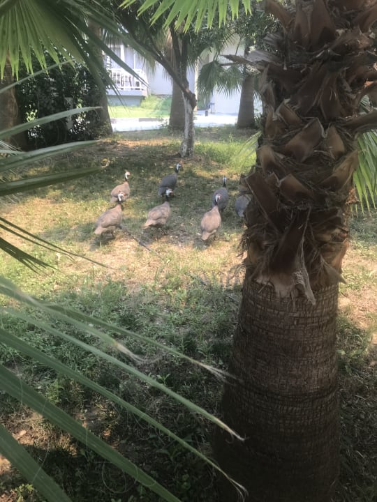 Gartenanlage Mira Meridia Beach Hotel