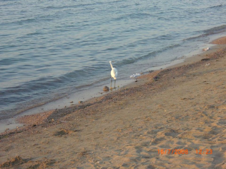 Am Strand Hurghada Long Beach Resort