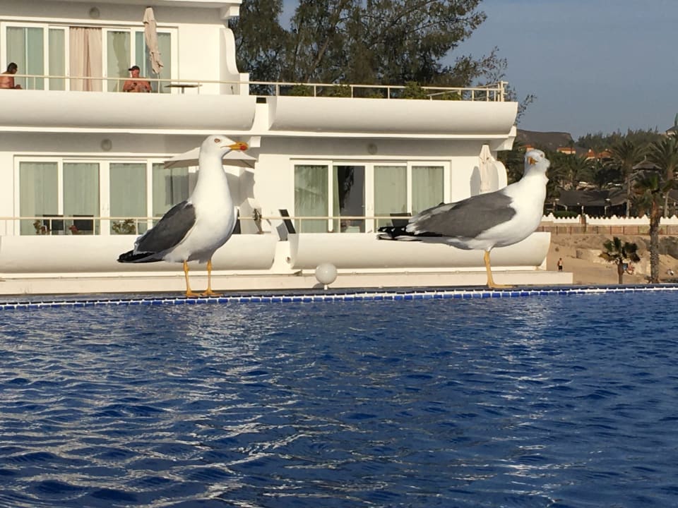 Pool allsun App.-Hotel Barlovento