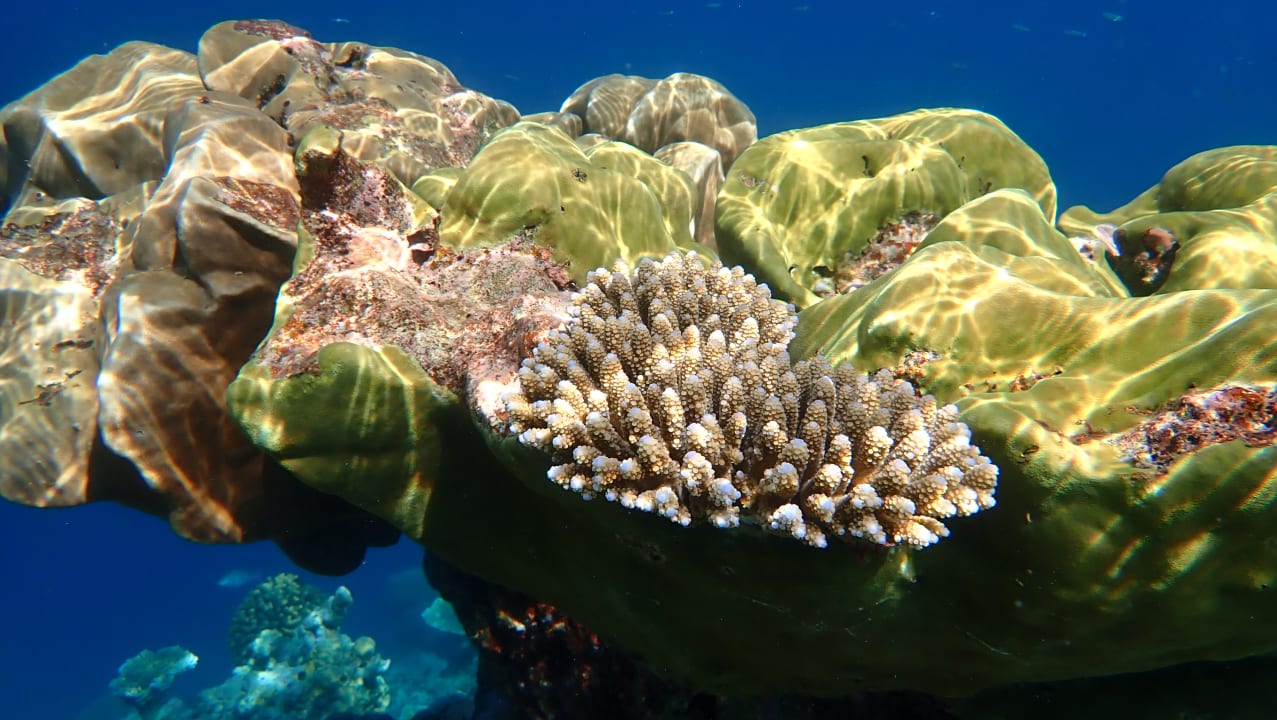 Sport & Freizeit NH Collection Maldives Havodda Resort