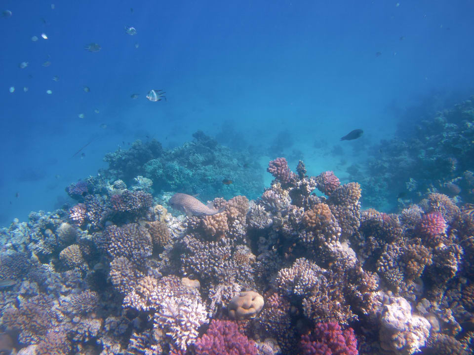 Sport & Freizeit Cleopatra Luxury Resort Makadi Bay