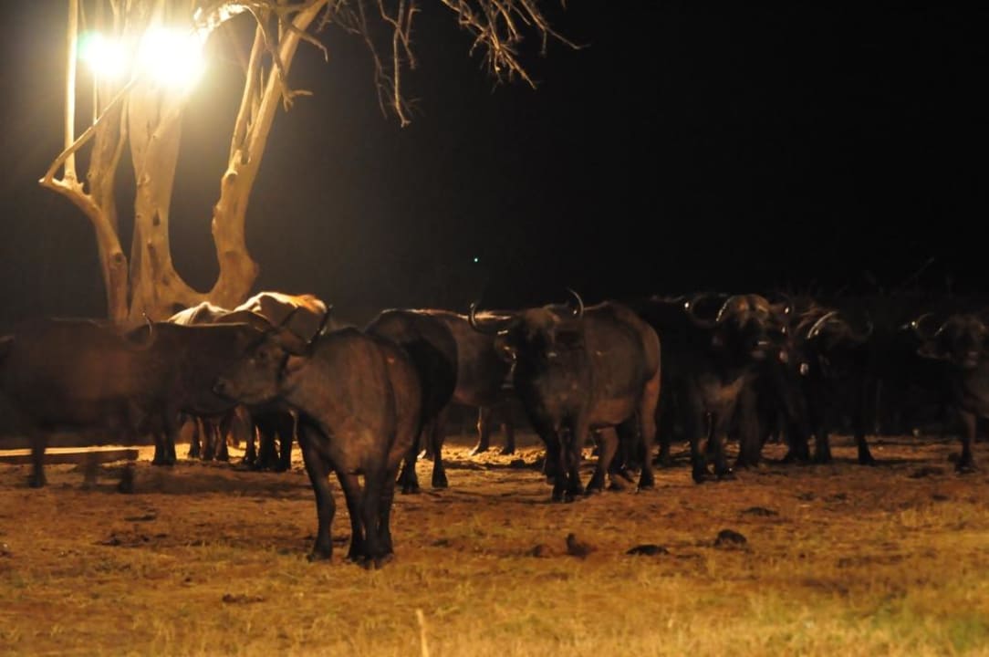 Nachtaufnahme Kaffernbüffel Sentrim Tsavo Lodge