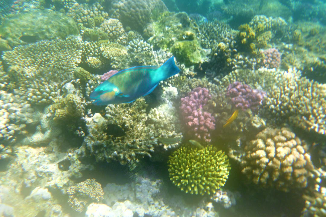 Strand Cleopatra Luxury Resort Makadi Bay