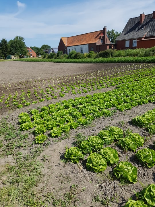 Gartenanlage Pension Hohaus